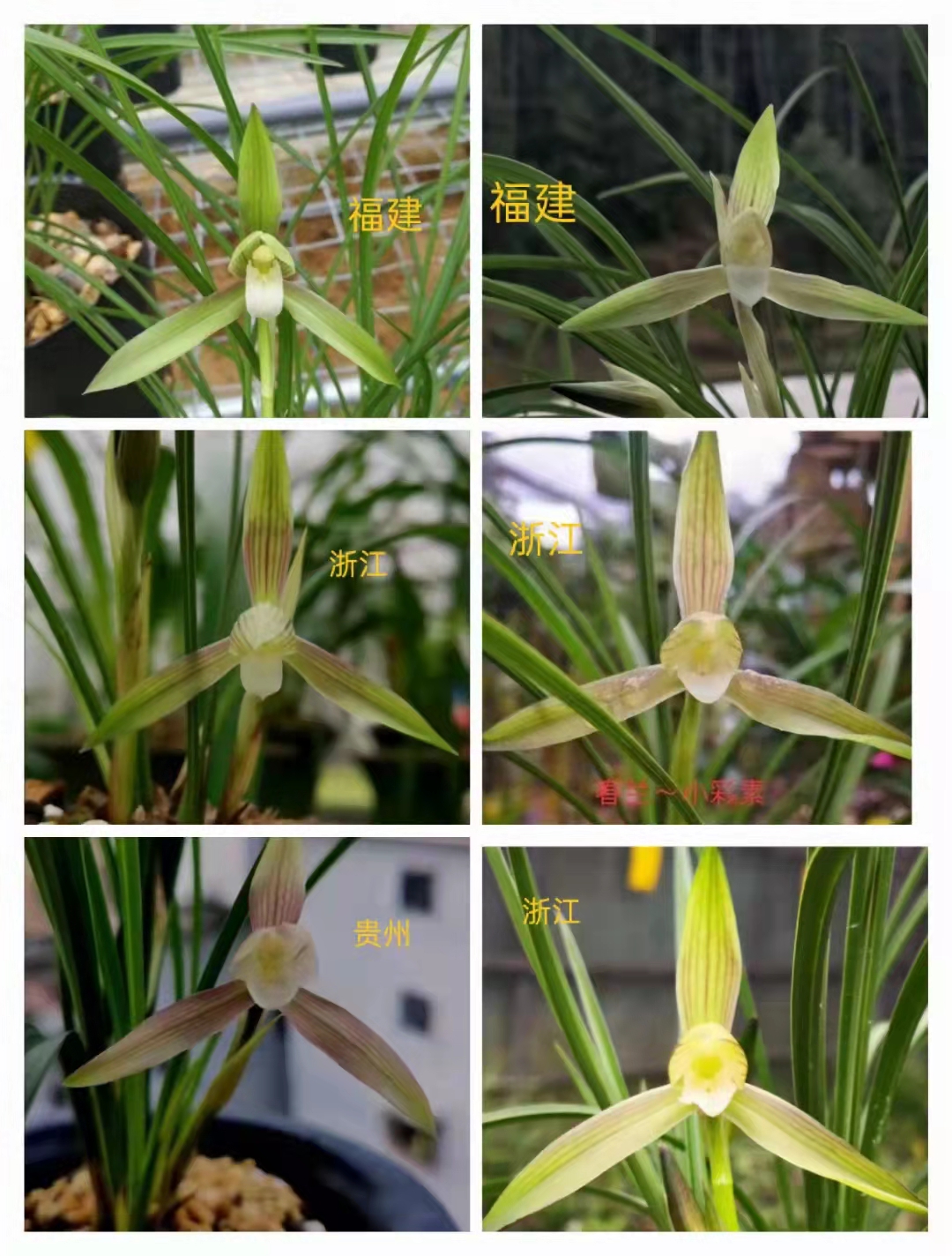 【福袋】随机发一颗精品国兰兰花