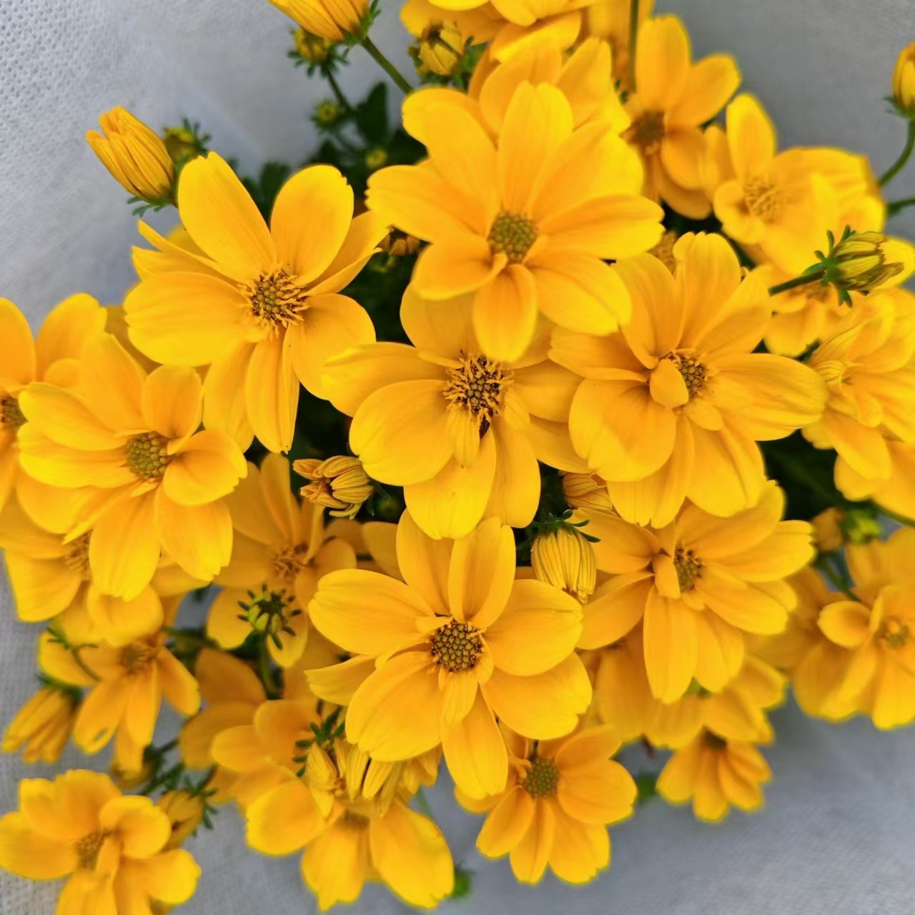 【金悠菊】花卉盆栽植物