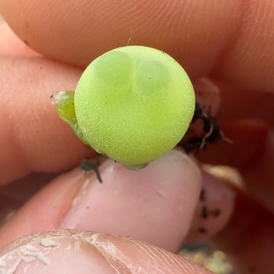 406拉登新头0.9一颗