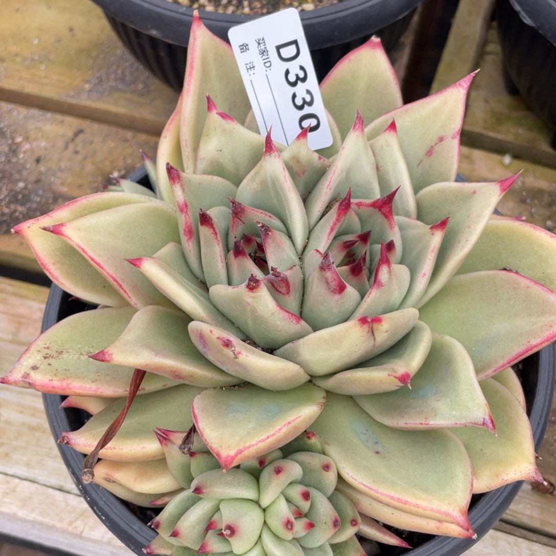 无花朵若如东云单拍D330