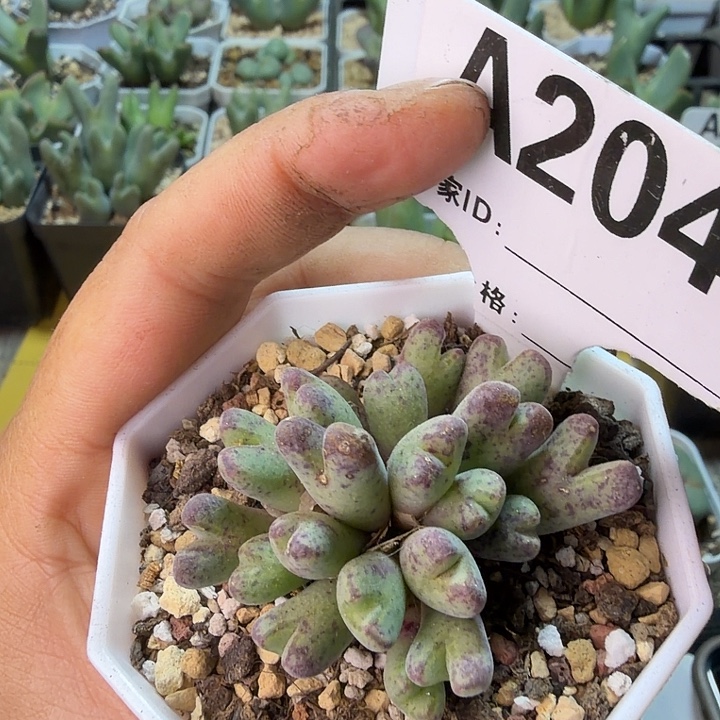 204。满38包邮肉锥