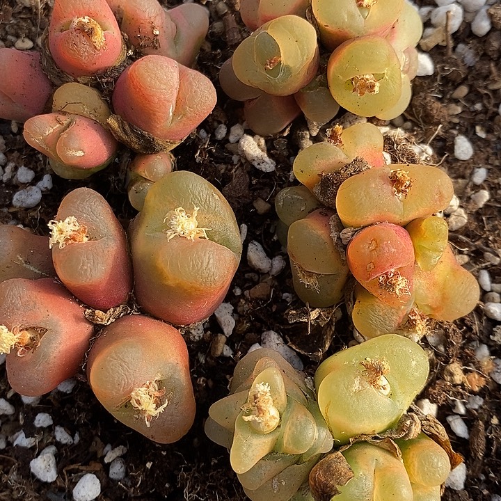 2722多头彩蟠桃一组。 