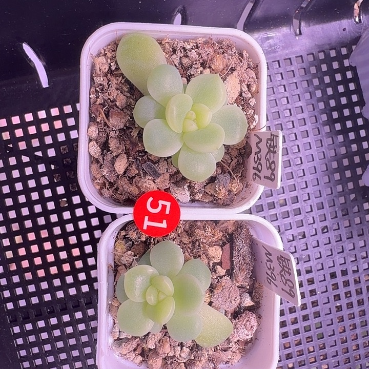 铁锤89量拍四方盆
