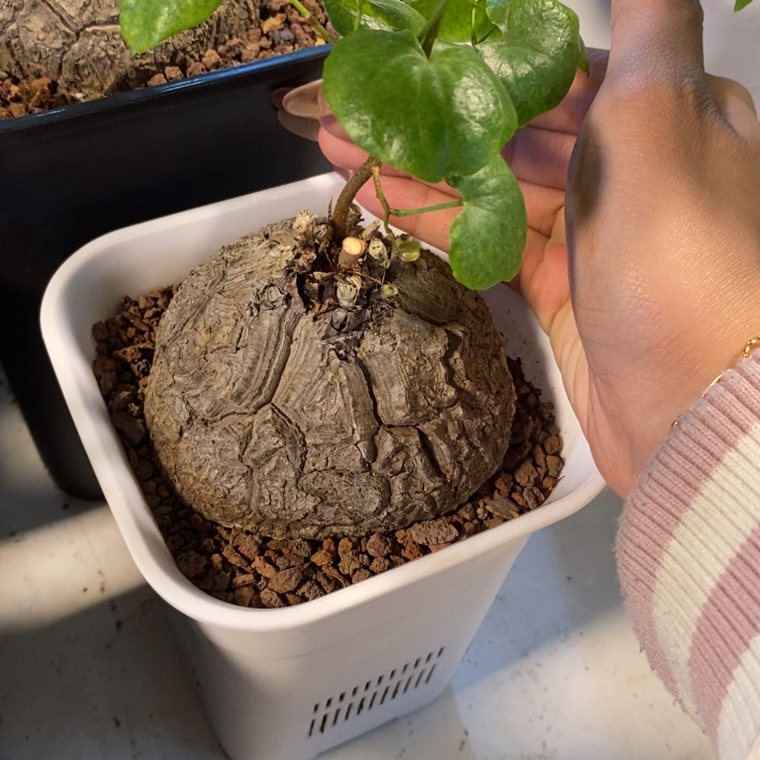 龟甲龙南非龟甲龙