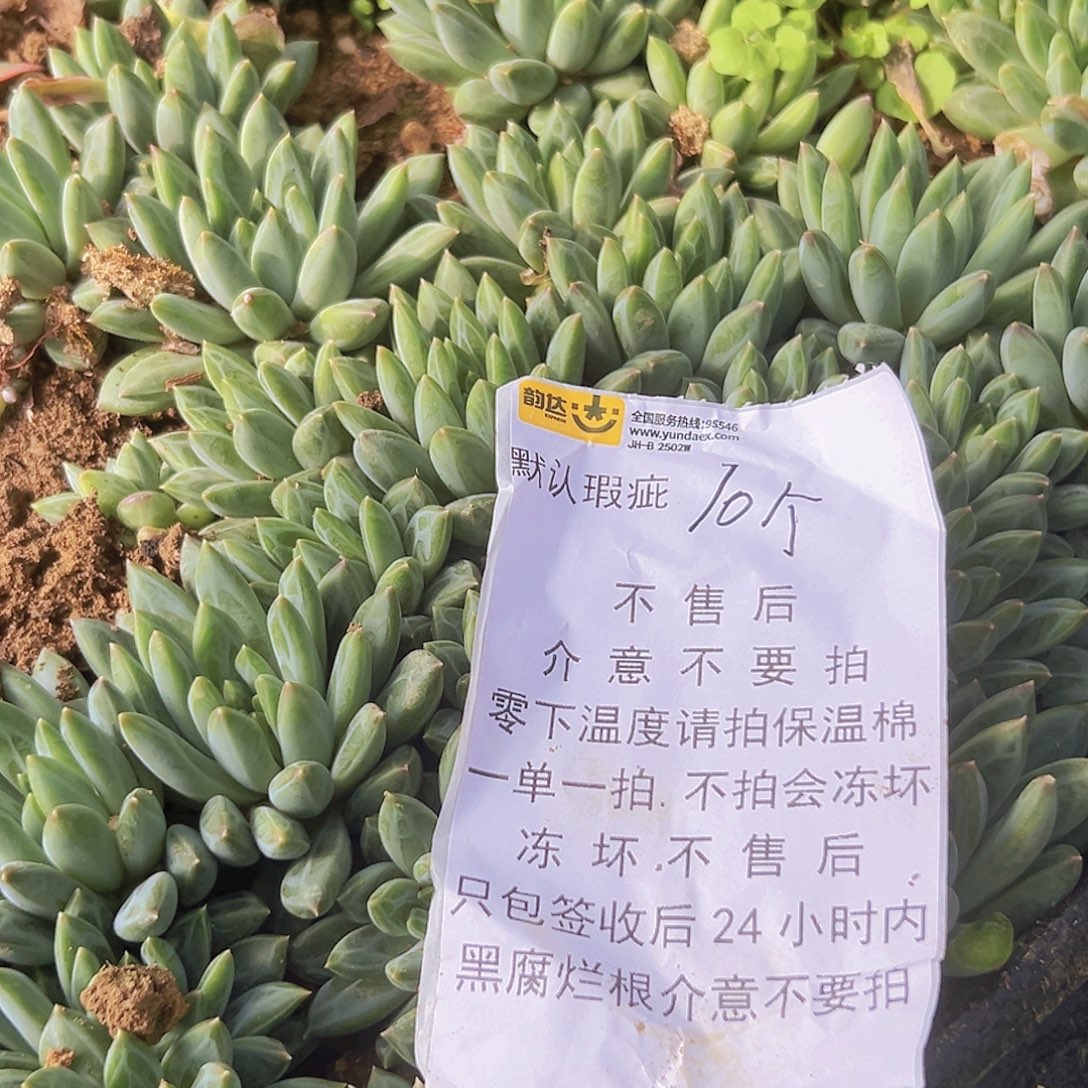 青花瓷10个默认瑕疵介意勿拍