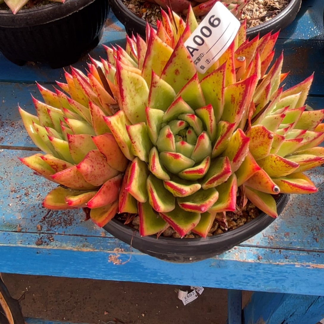 无花朵若茹东云单拍A006