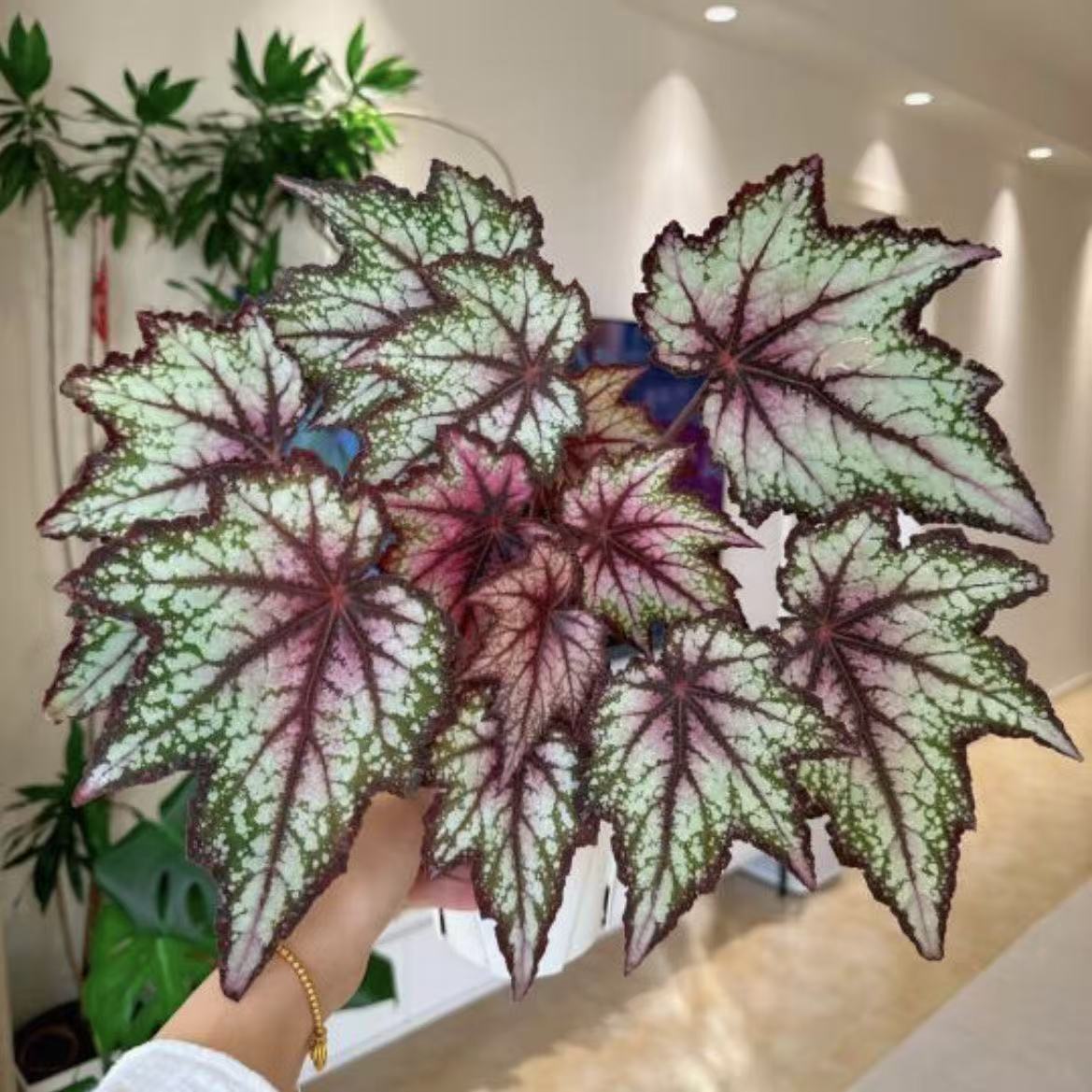 秋海棠网红ins风绿植盆栽室内阳台花卉进口观赏植物好养易活耐阴