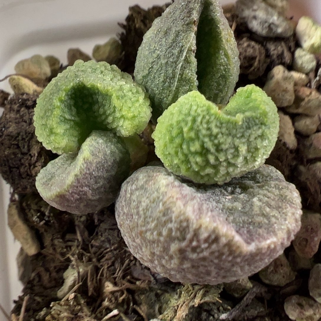 冰晶小丸子新品多肉植物