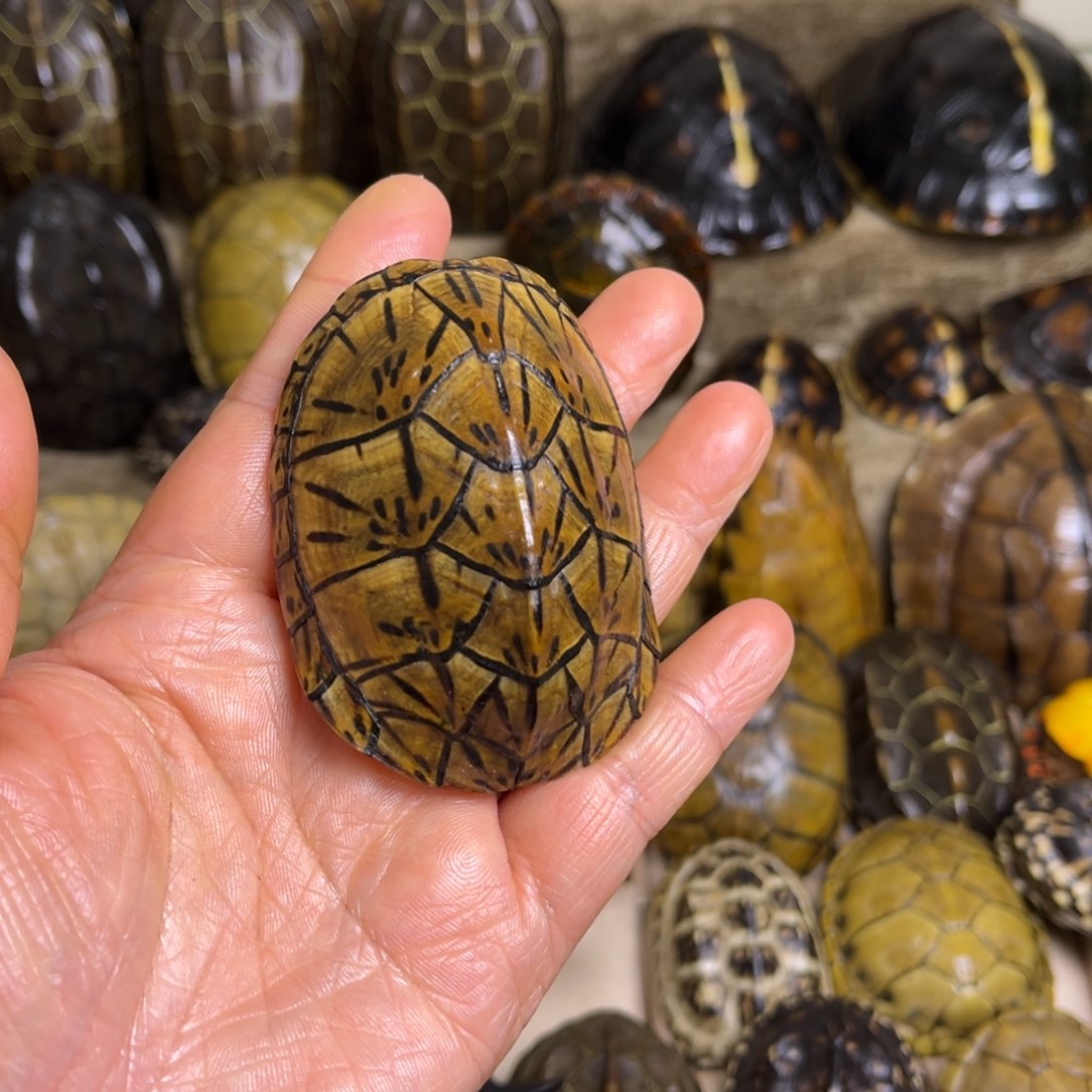 新骨瓷鹤**松精品龟壳手把件