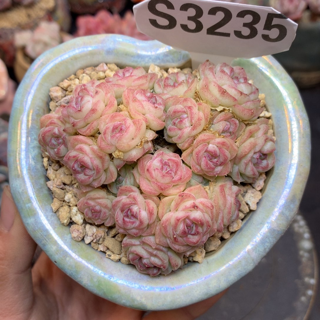 S3235 白天鹅 自然群无砍 7.5cm