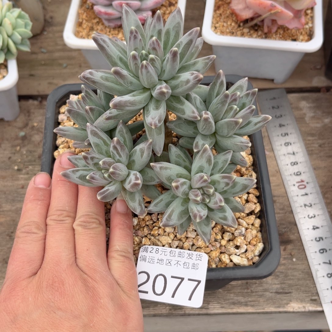 大2077、v cv c vvvv