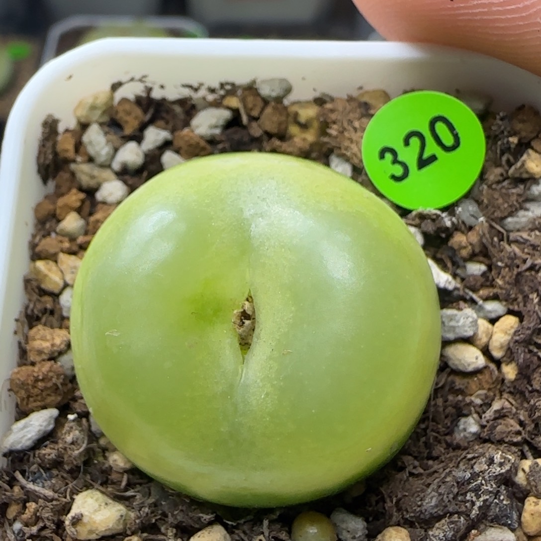 拉登2.9多肉植物320