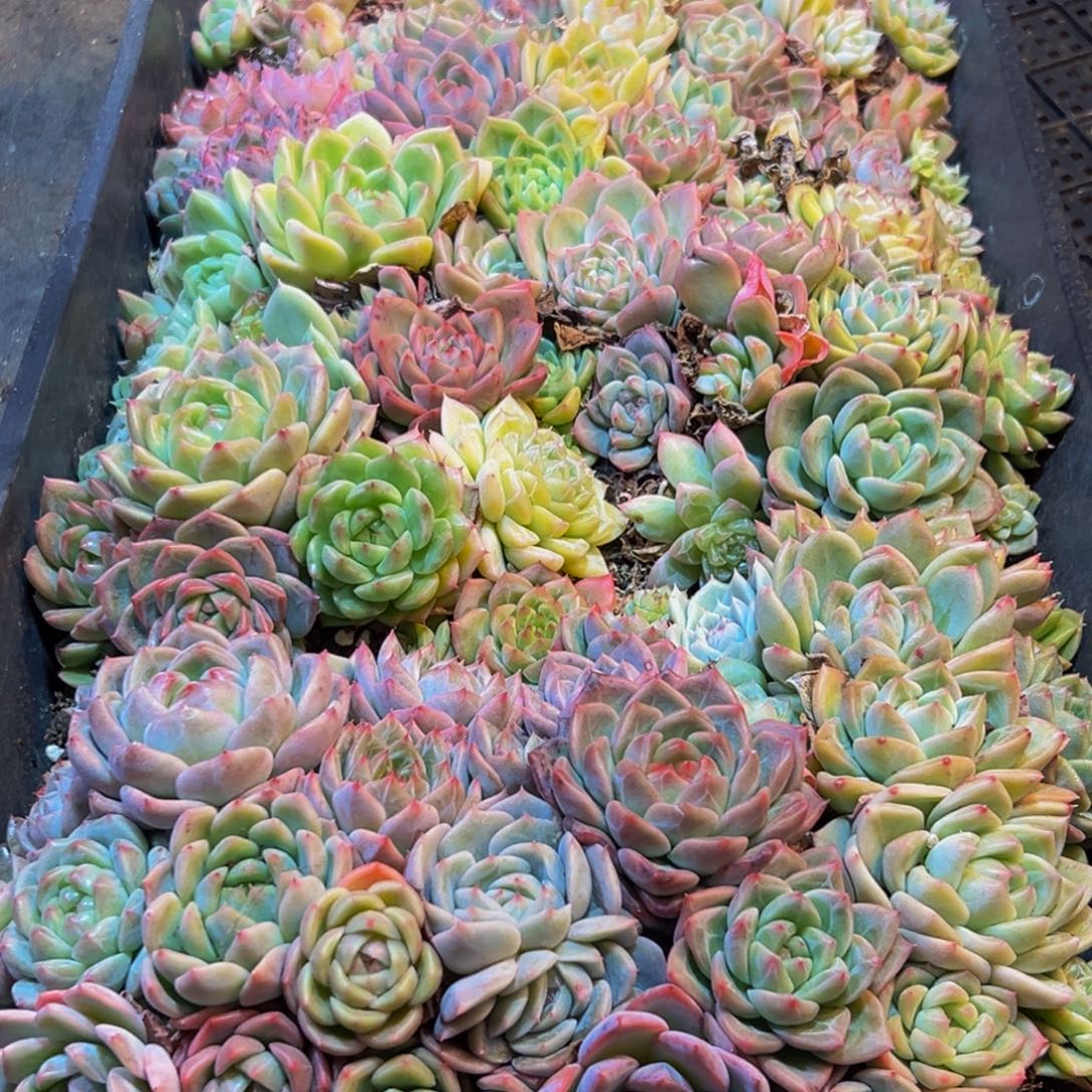 007多肉葡萄的味道是真的很