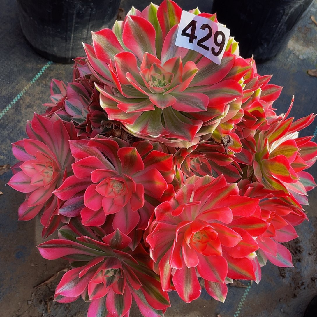 多肉法师429号粉女巫发货不包损