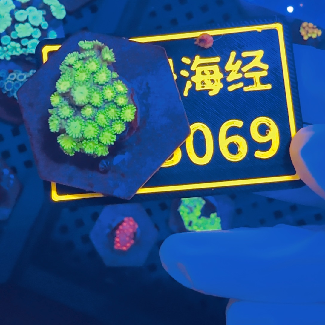 仲***纽扣珊瑚晓晓不包邮澳彩原石B069