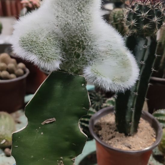 仙人球九尾狐缀化