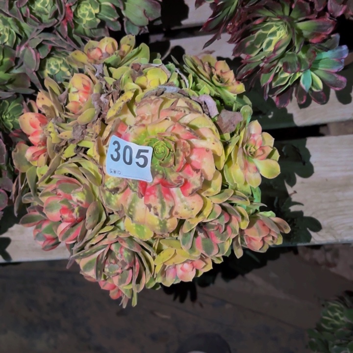 305雨荷多肉植物不售后处理瑕疵