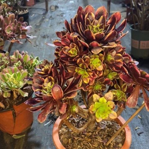 欧嘉莉多肉植物044