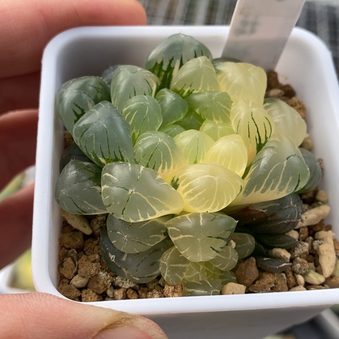 310号实生玉露锦带盆