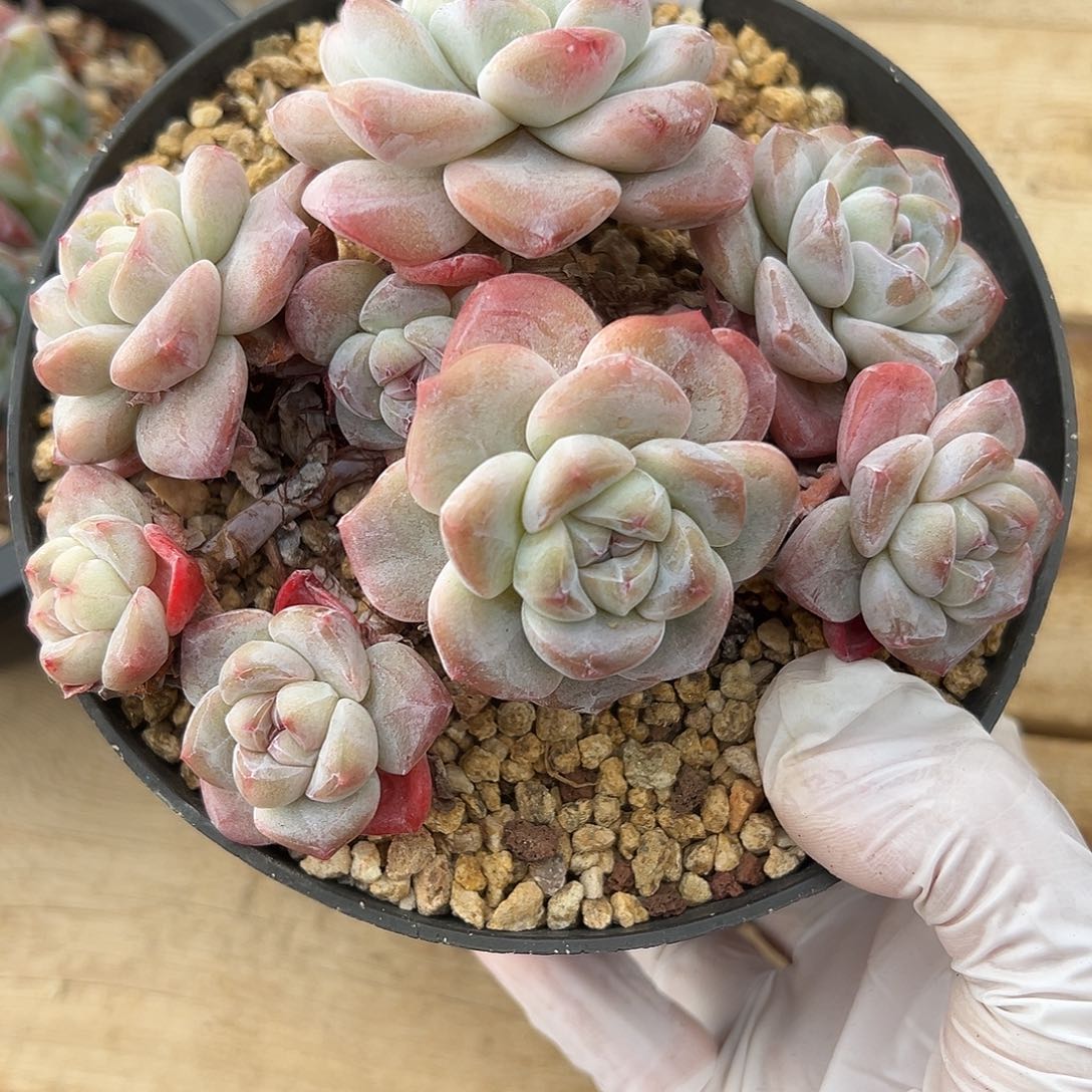 秘密使者专拍哈哈哈哈