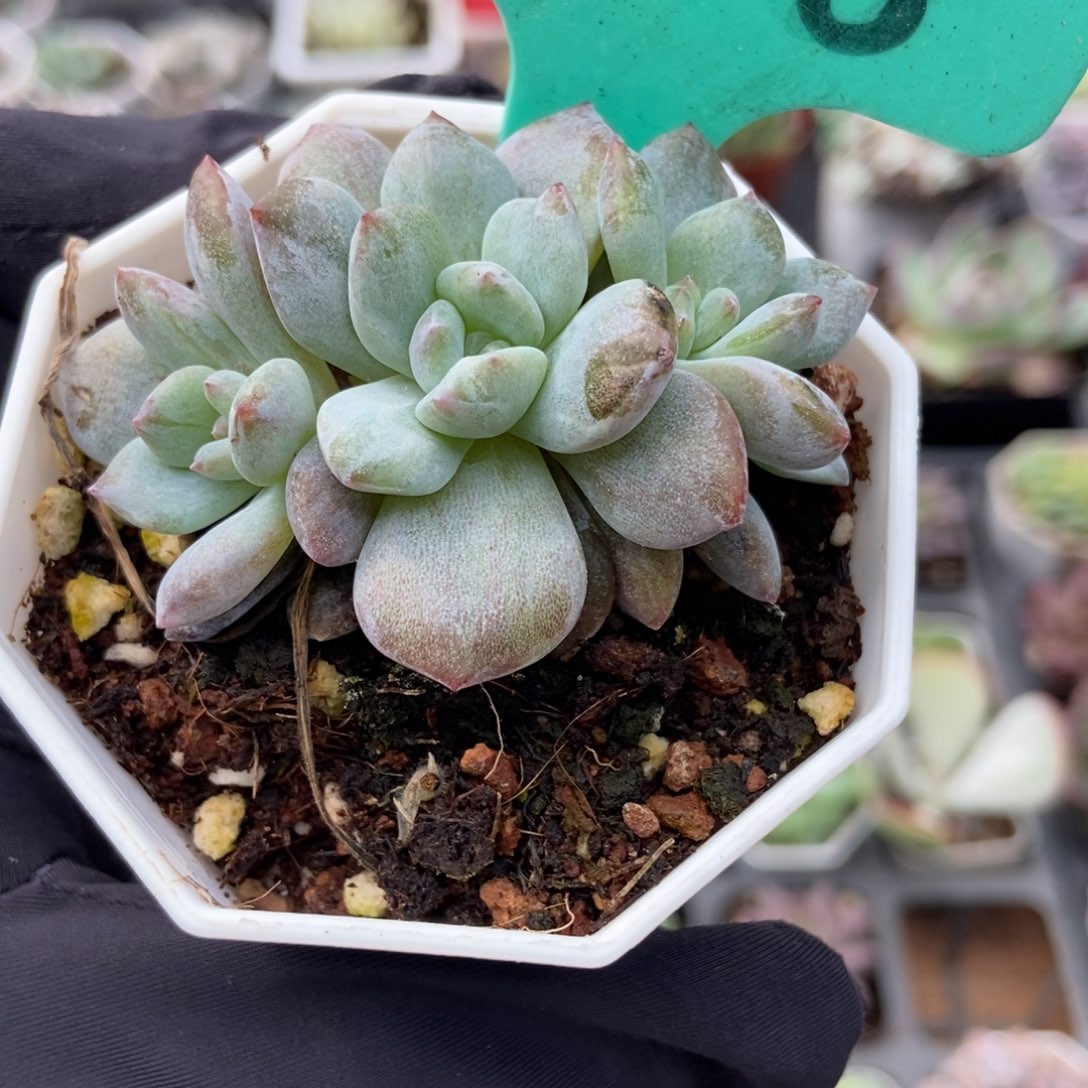 1888石化星影多肉植物