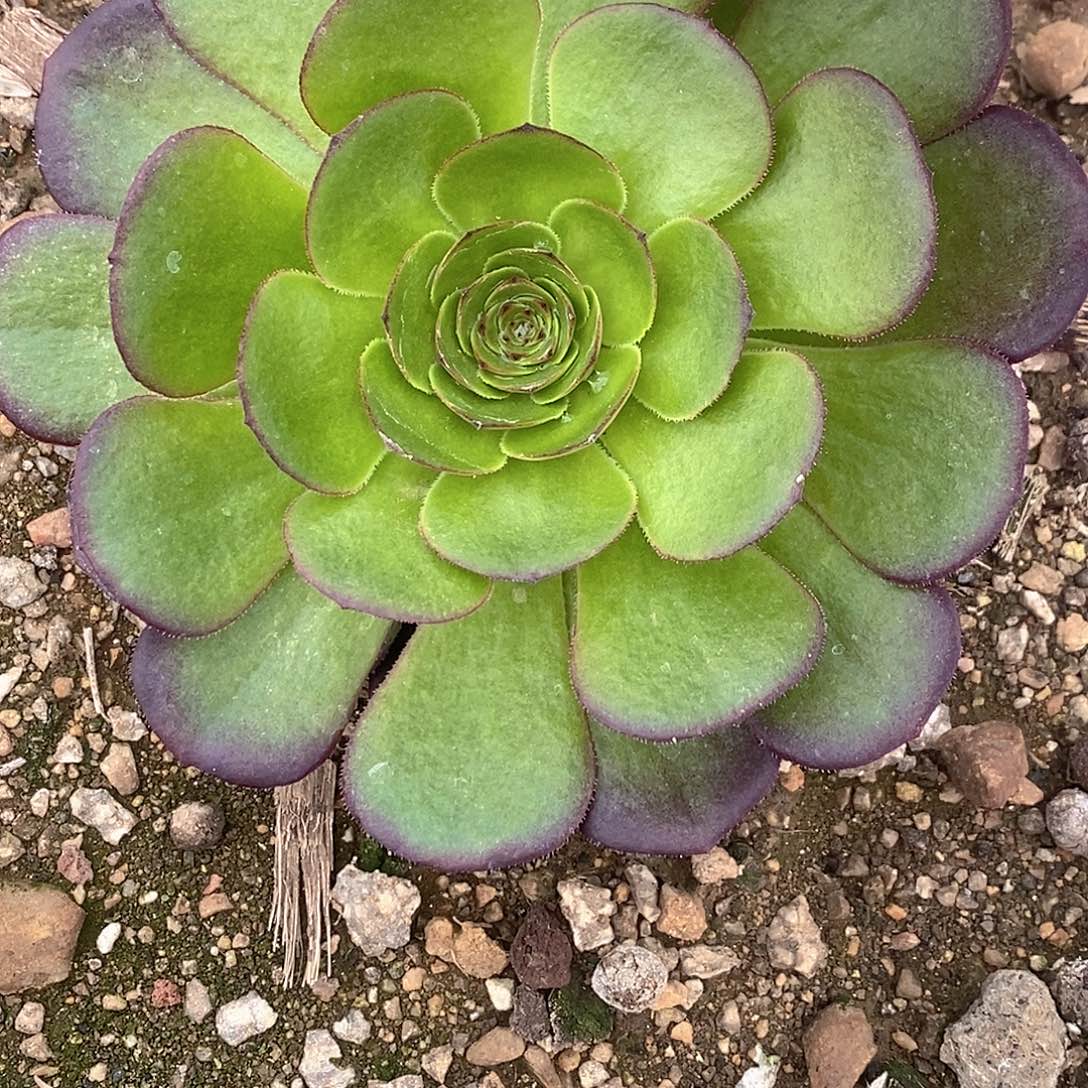 2408雨荷多肉法师锦