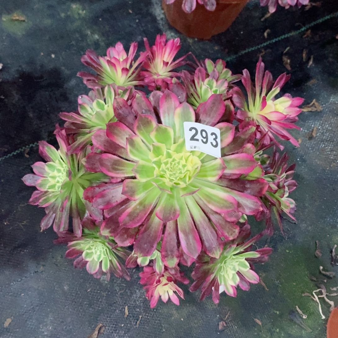 天河293多肉1111