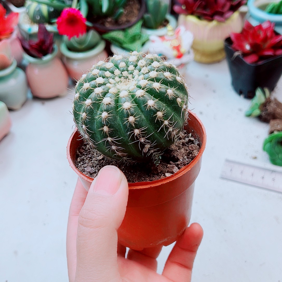 逊美玉仙人球洛根