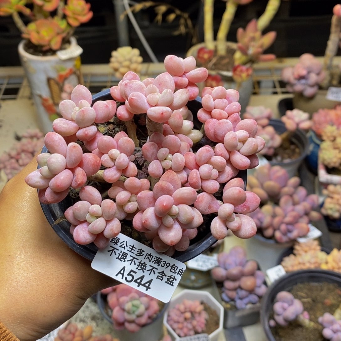 544鱼子酱多肉9c m