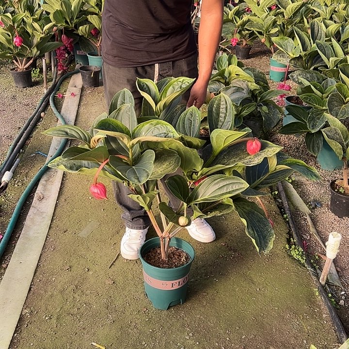 ****无花朵荷兰进口宝莲灯