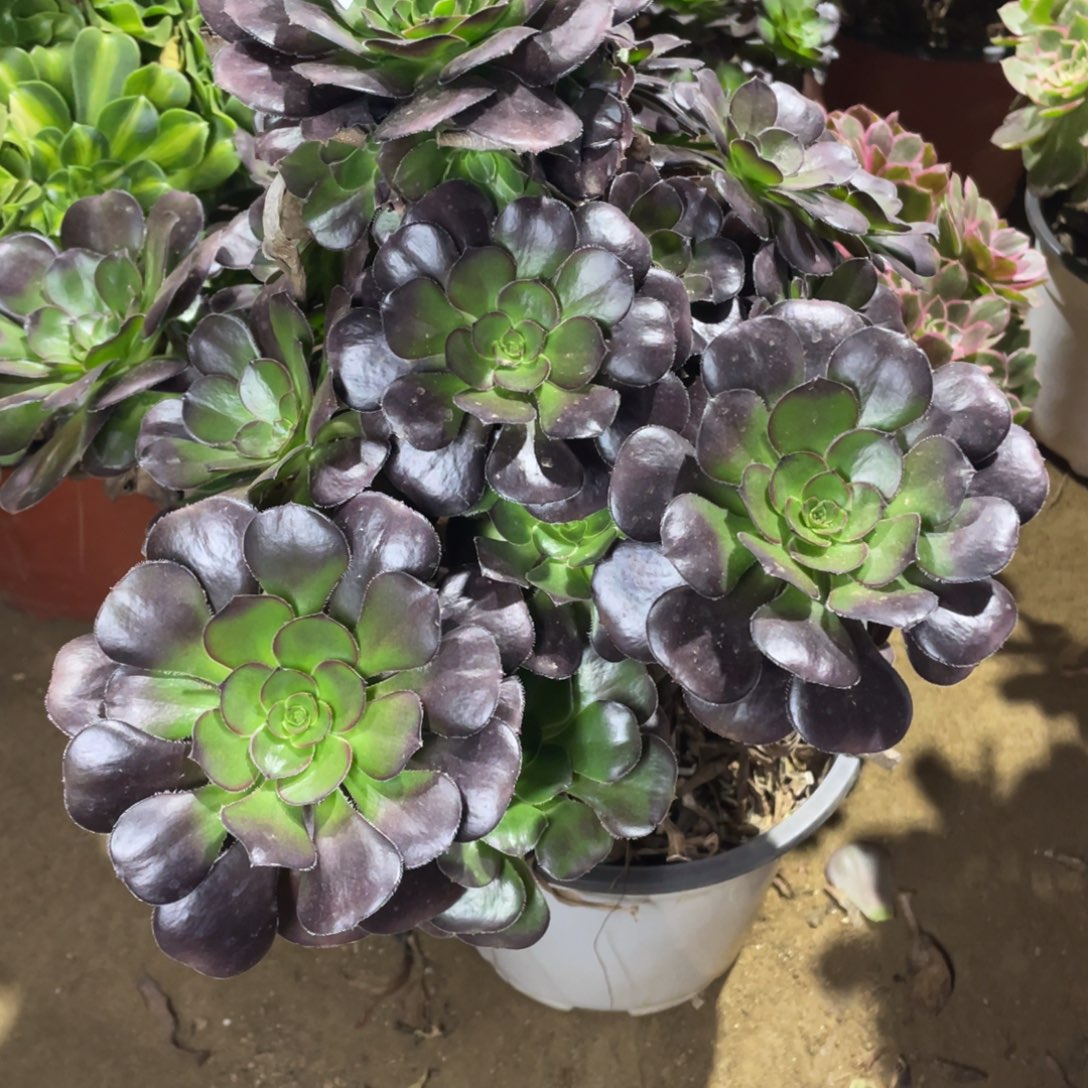 941黑豆多肉法师断枝不包