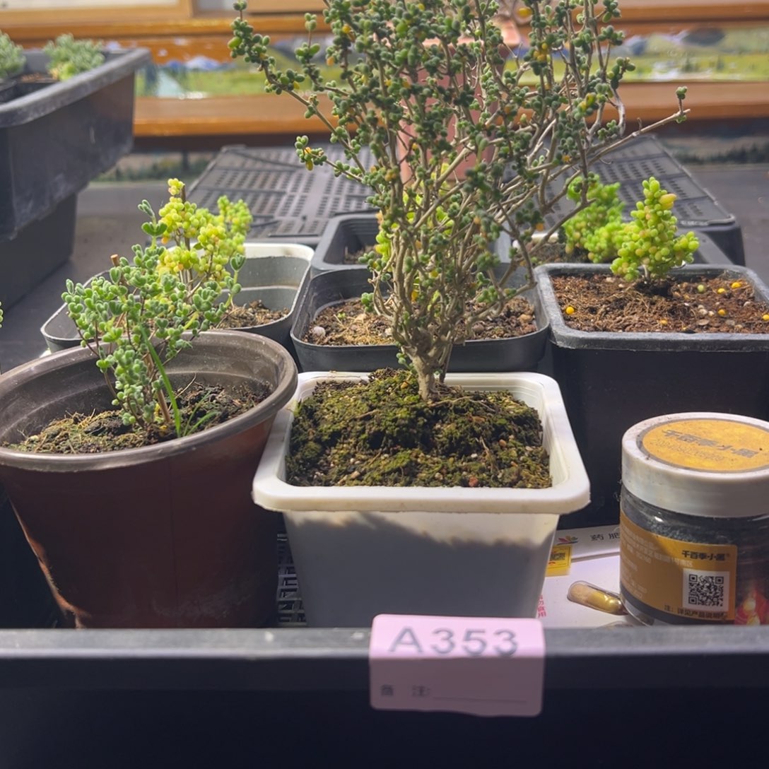 枝干番杏多肉植物353安