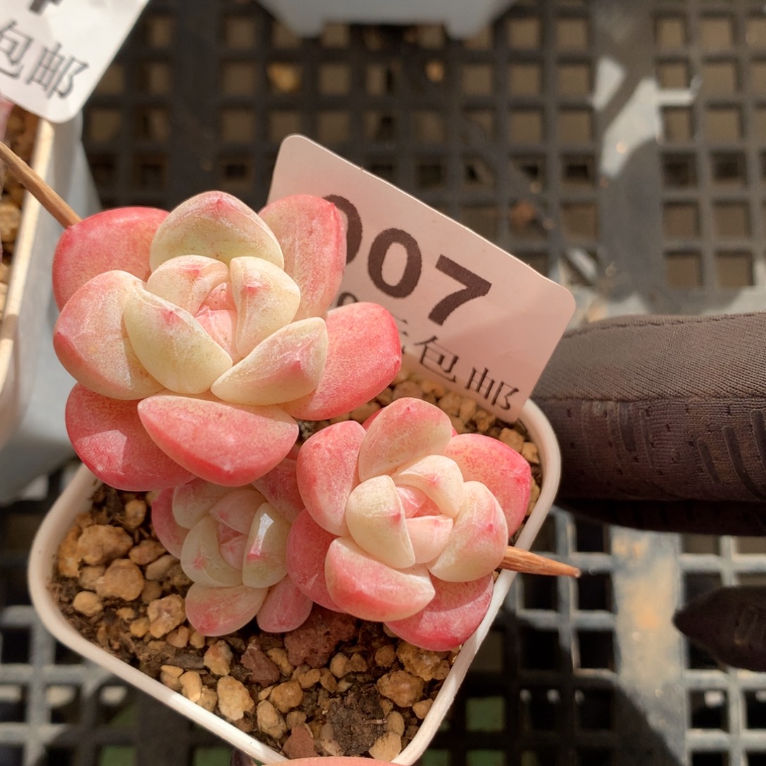 7。三头粉芯冰玉。4cm。