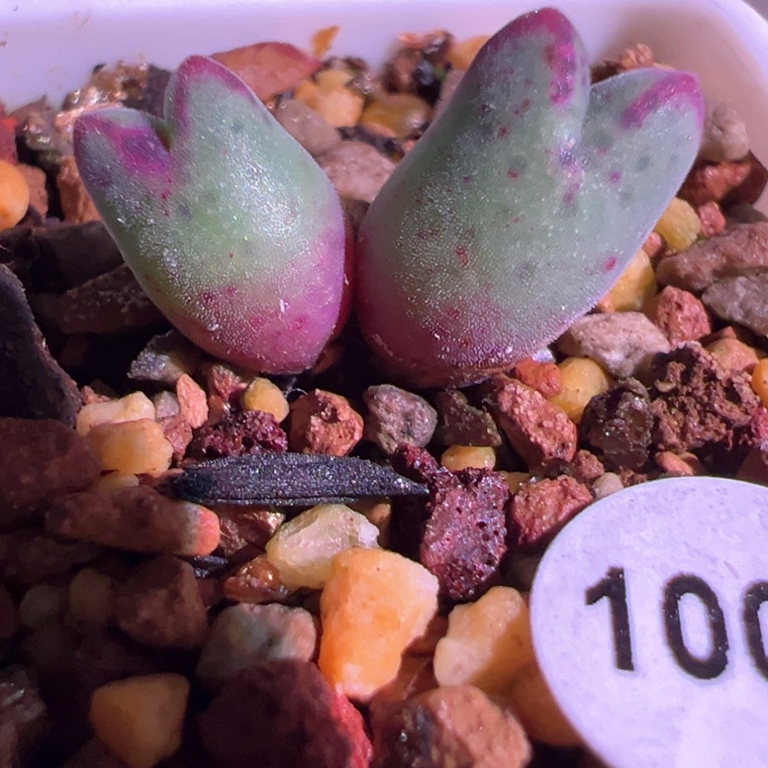 是***客1006，英国cr985猪蹄，侏儒版