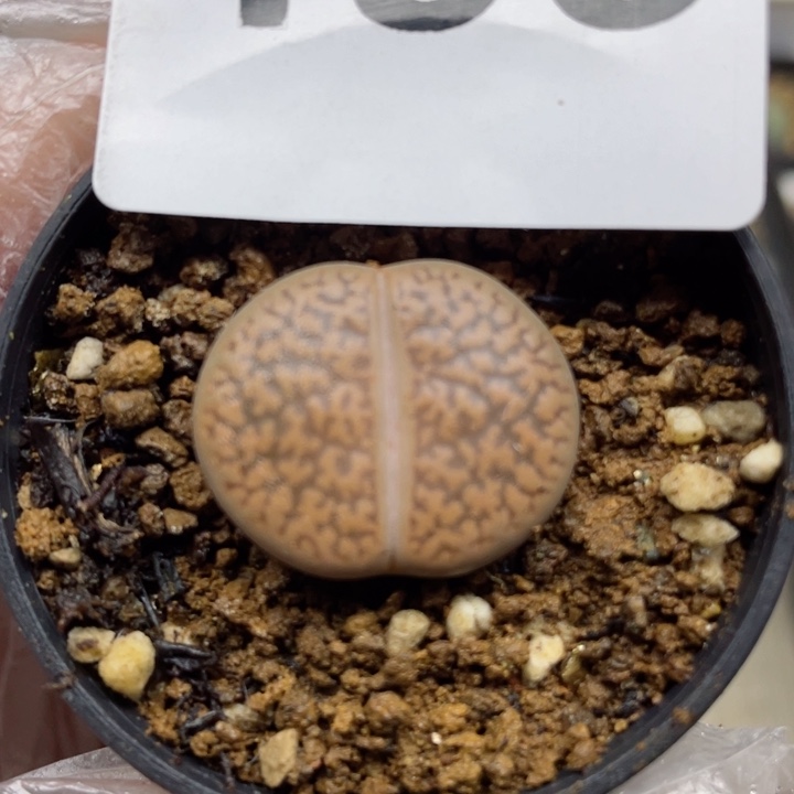 196红富贵岛田杏子