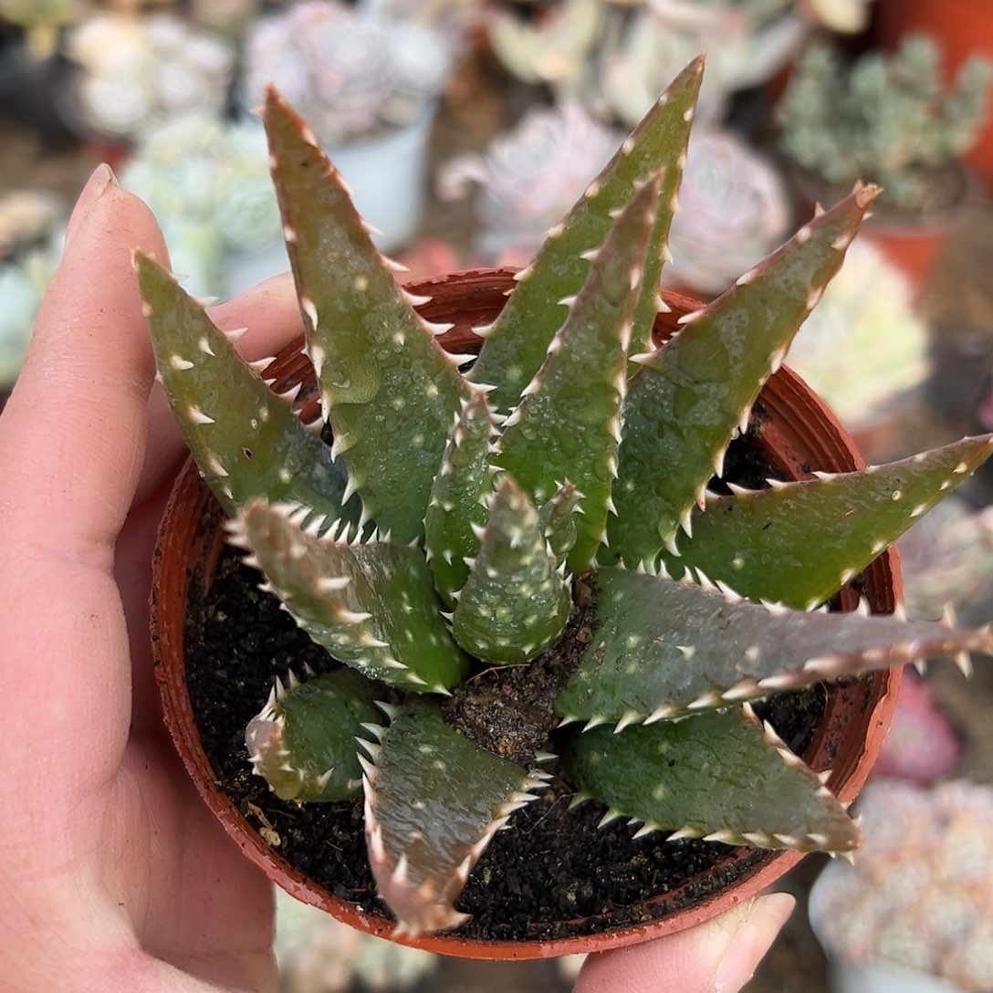 多肉植物单头芦荟