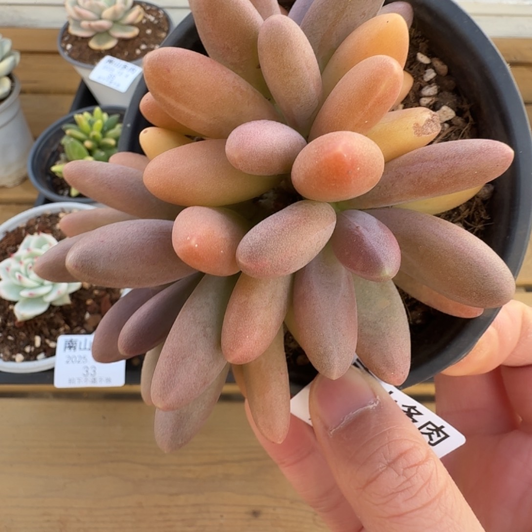 四头日光灯1111124-28