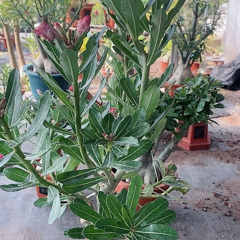 【闪购商品】无花朵小*姐