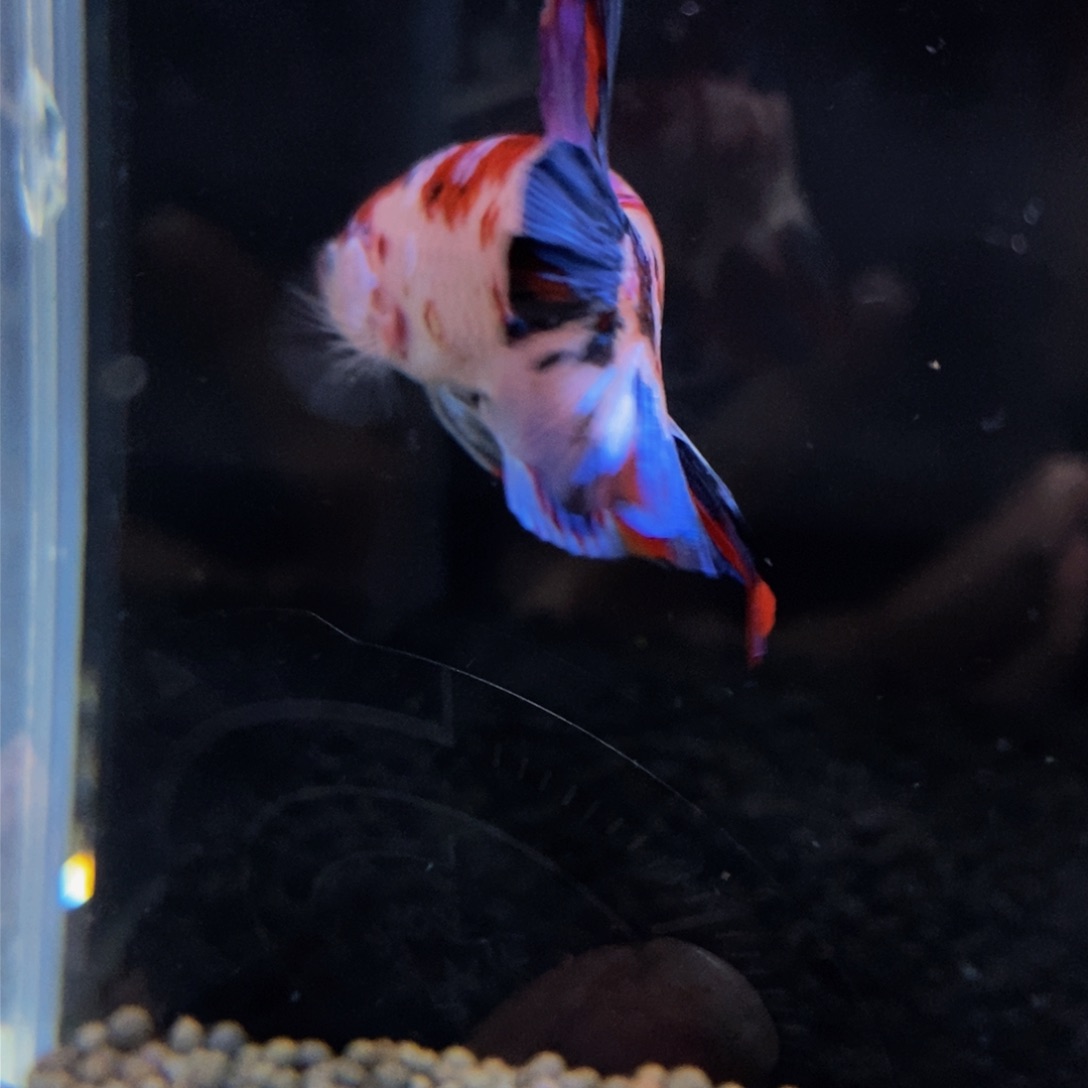 热带鱼公355巨斗