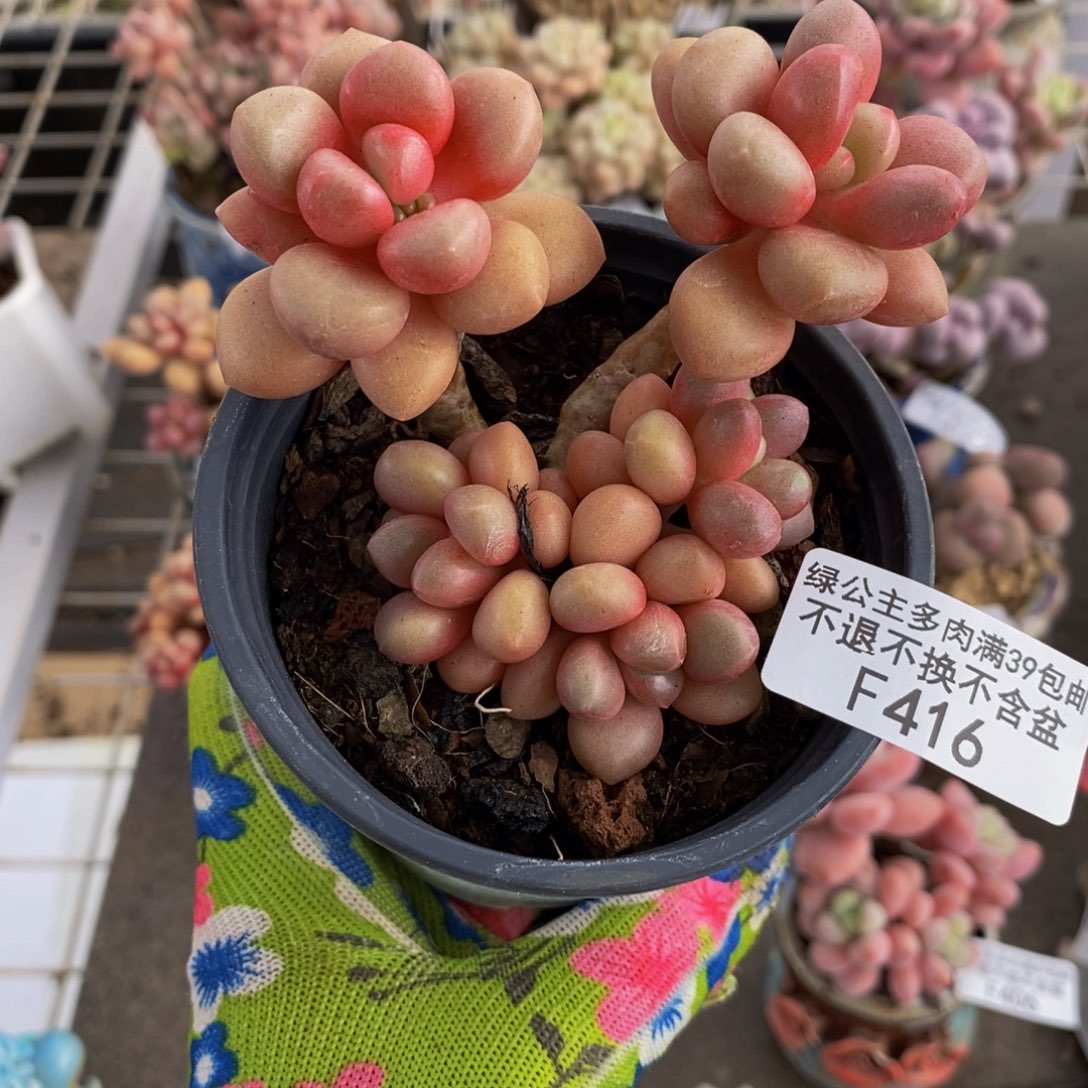 先锋派416/8cm多肉