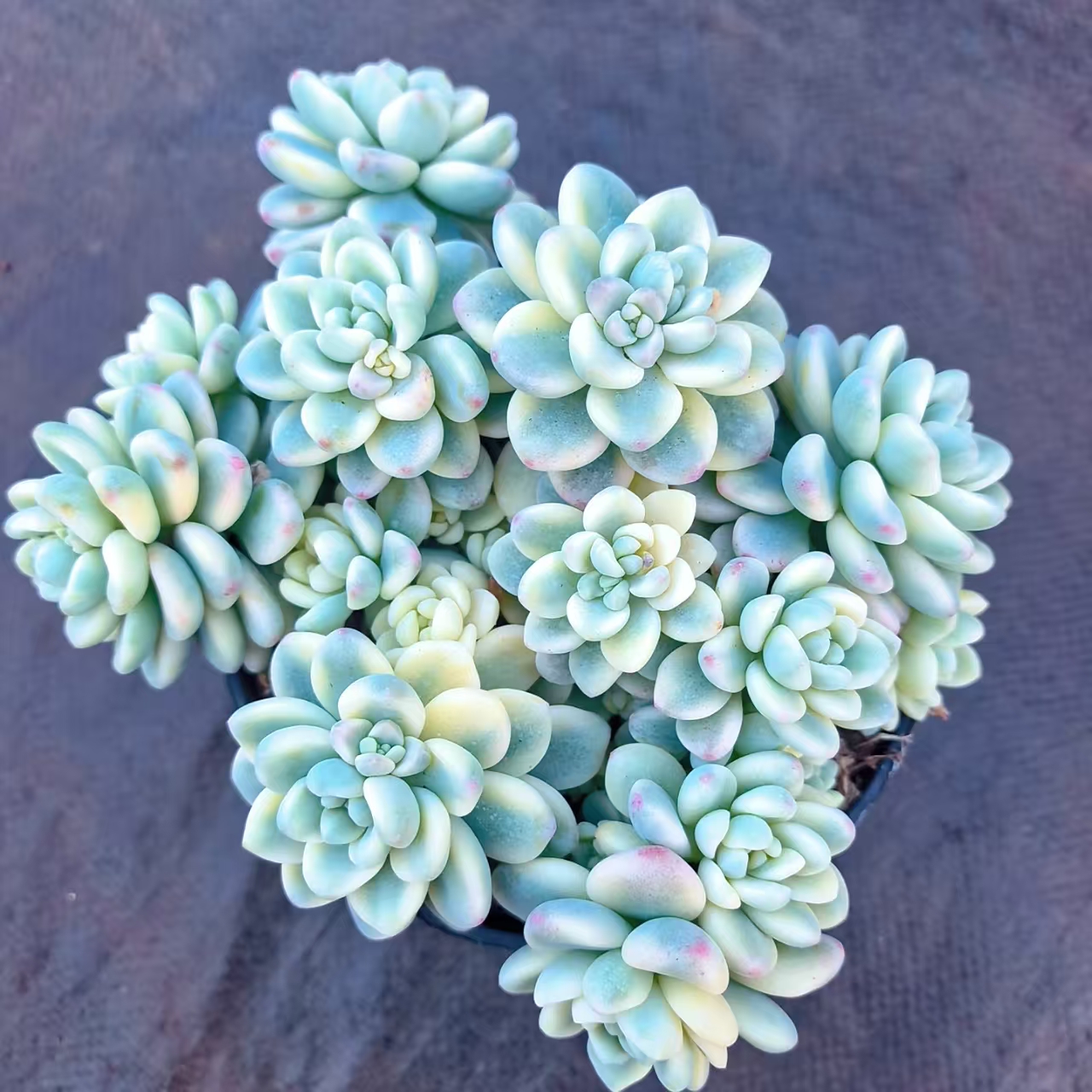 【劳尔锦】 多肉植物 绿植盆栽