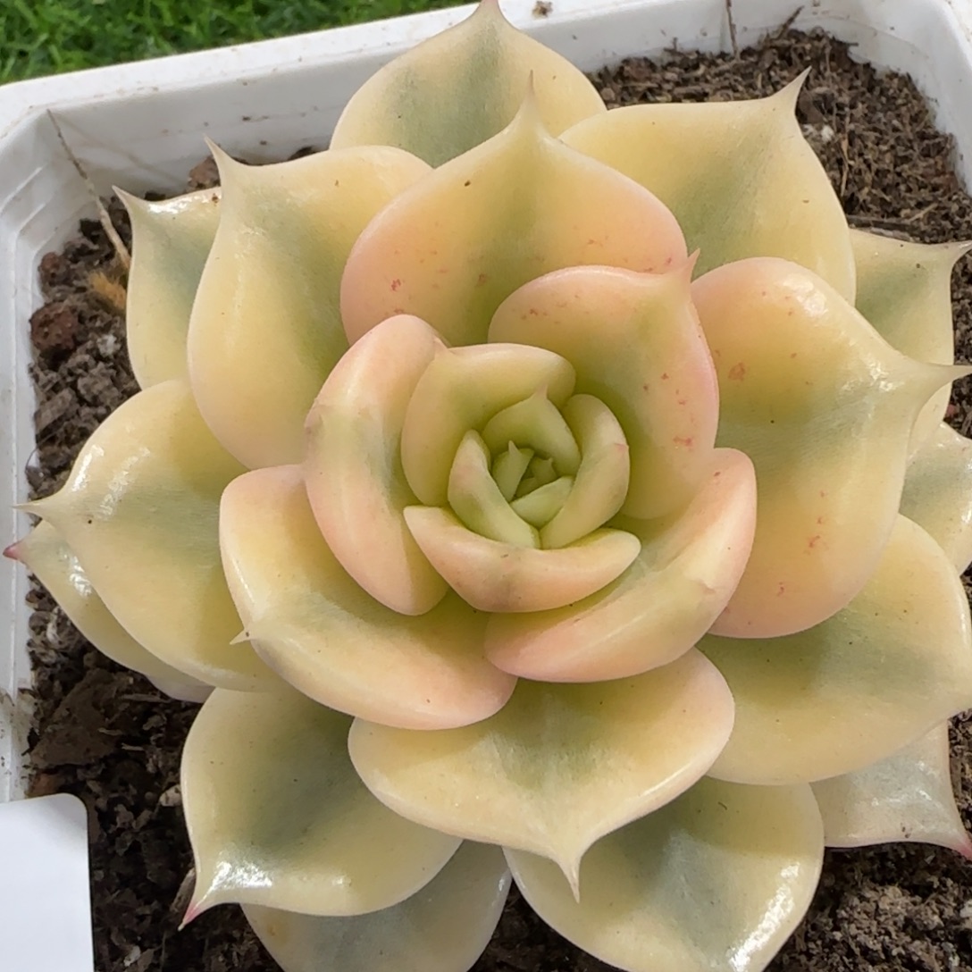1189贝加尔湖锦多肉植物的