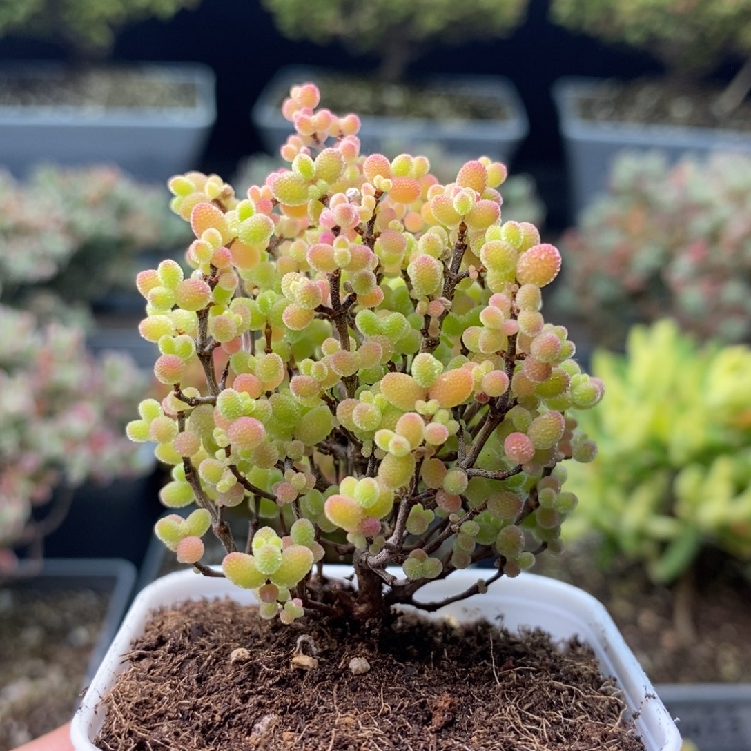 2085蜜橘糖球 。        