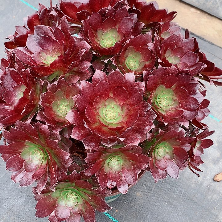 赤艳连法师多肉肉植物