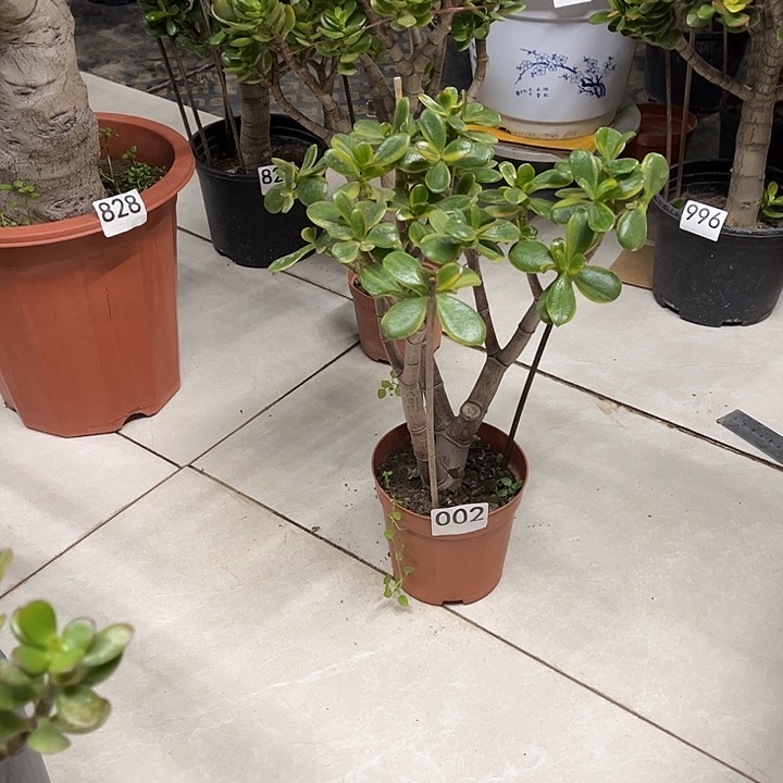 黄金花月锦独杆老桩