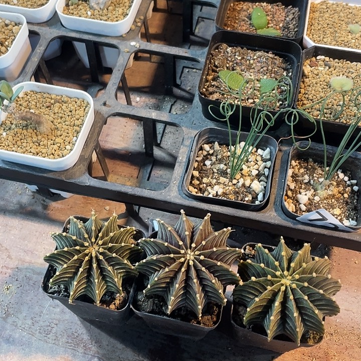 8888实生肋骨仙人球3颗