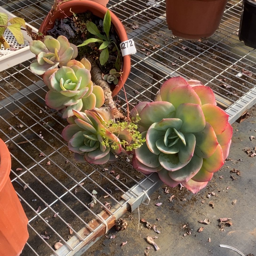 红***叶4272白凤老桩一物一拍
