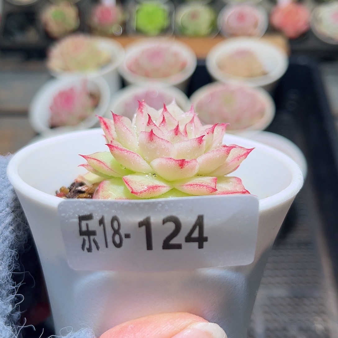 木乐18-124麦秆单头