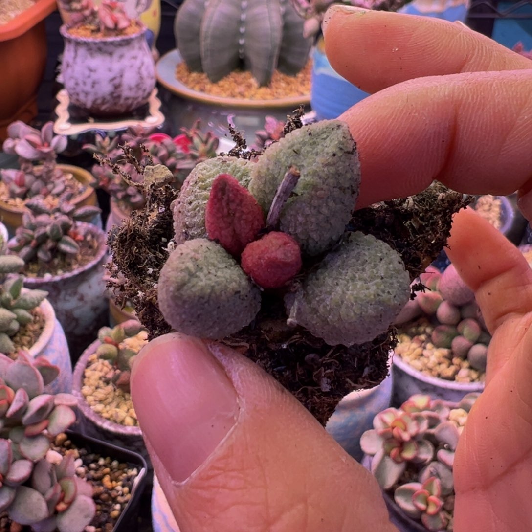 简***单一组自拍，感谢支持