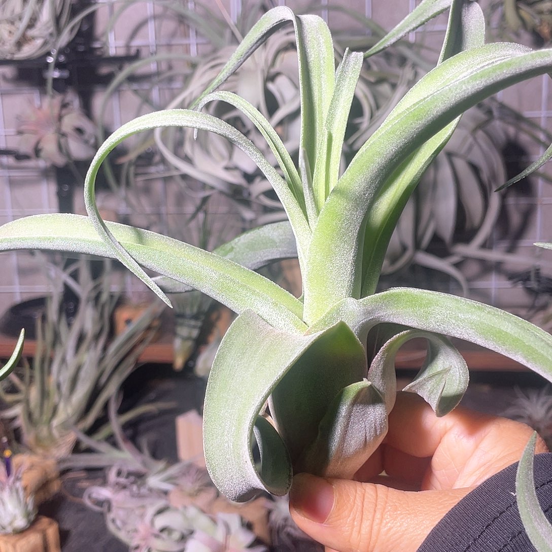 长叶宽叶电卷侧芽50号